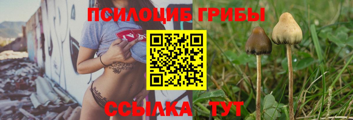 Галлюциногенные грибы Cubensis  купить наркотик  Владимир  Галлюциногенные грибы мицелий  Вход с VPN 